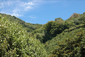 Oaxaca’s most popular crops