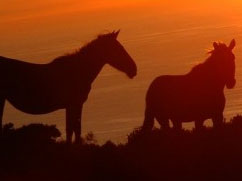 Horse Back Riding in Huatulco Mexico