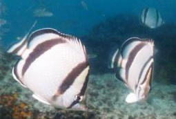 Fish of Huatulco Mexico's Pacific Ocean